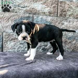 Carla, Boston Terrier Puppy